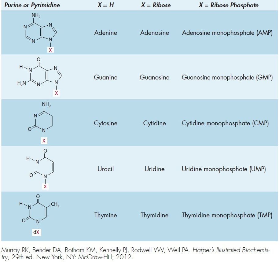 4 Nucleic Acids Basicmedical Key