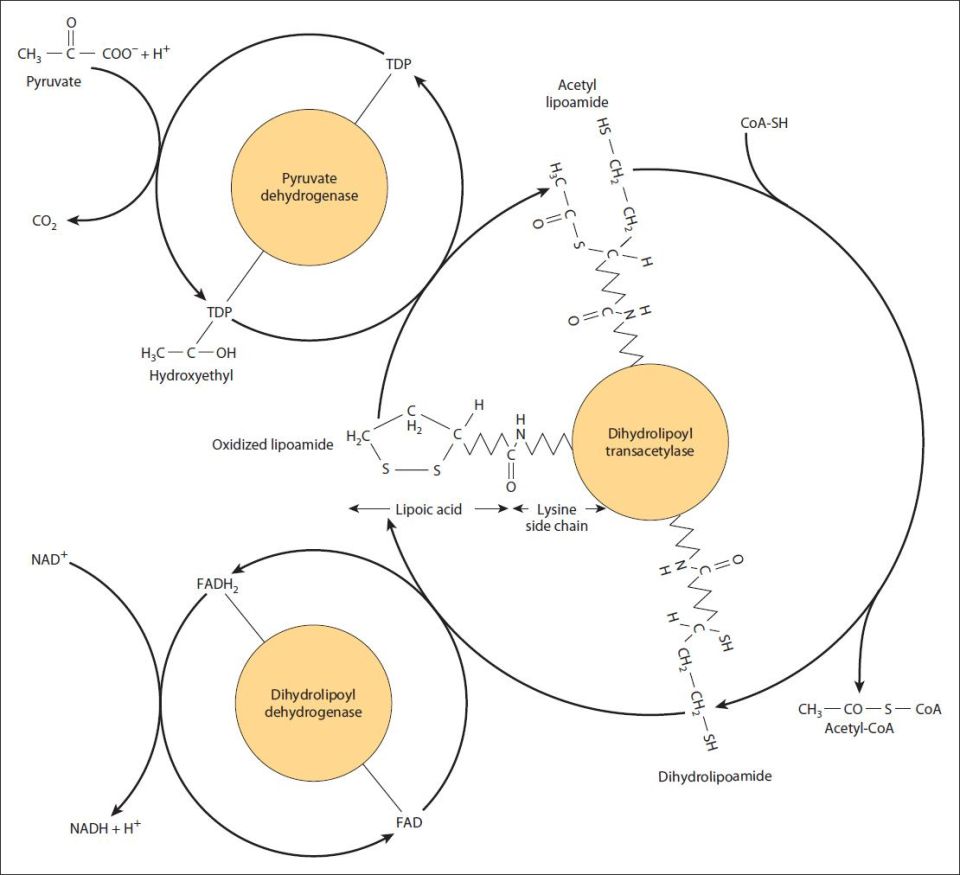 16 Pyruvate Dehydrogenase Complex and the TCA Cycle Basicmedical Key