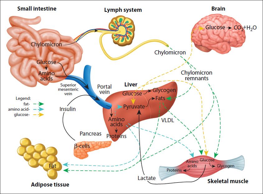 34 Nitrogen: Metabolic Integration | Basicmedical Key