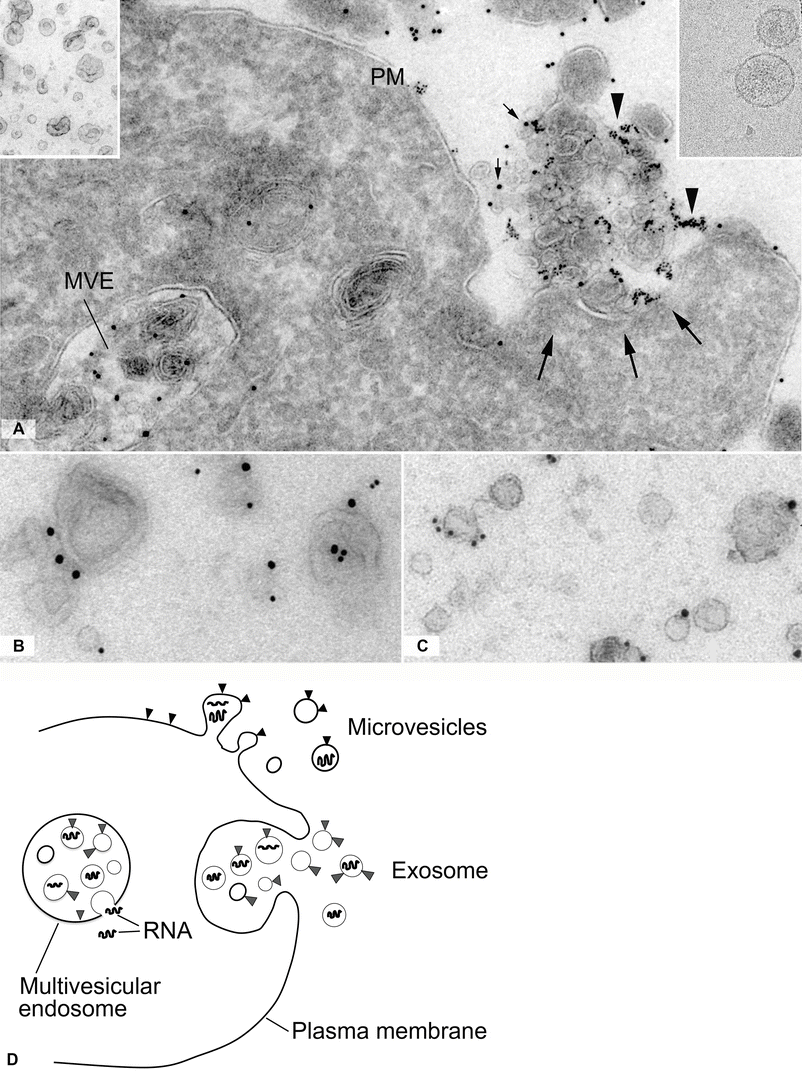 Cytoplasm: The Secretory System | Basicmedical Key