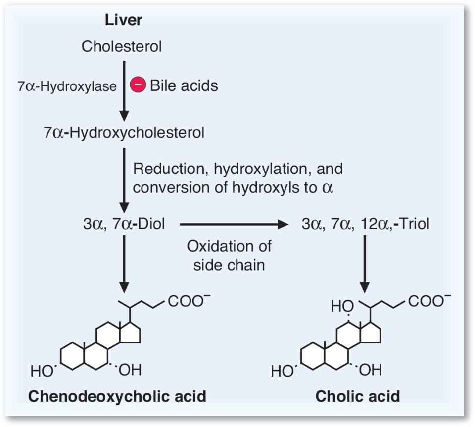 Cholesterol Absorption, Synthesis, Metabolism, and Fate Basicmedical Key