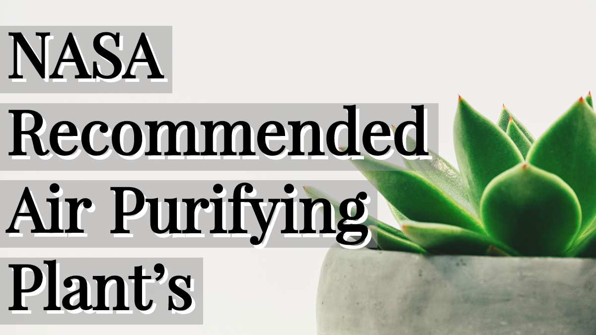 NASA airpurifying plants for indoor that you must have in