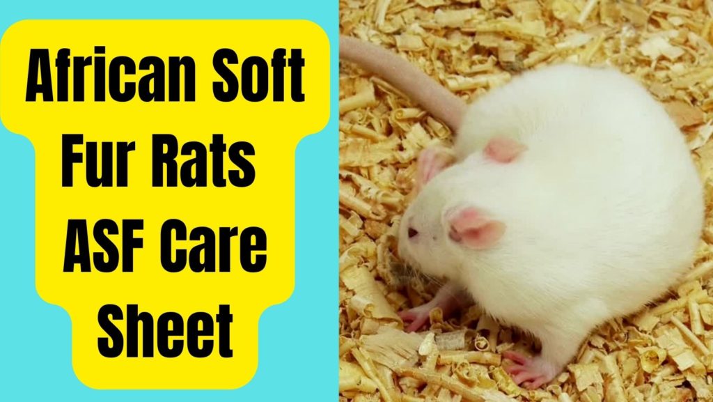African Soft Fur Rats Care Sheet Do they Make Good Pets? Basic Rodents