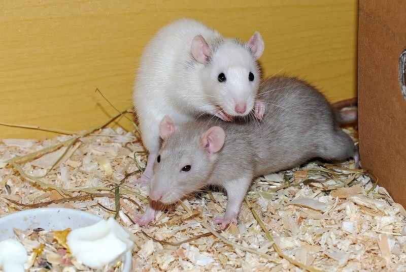 Are Rats Clean Pets? Find Out! Basic Rodents