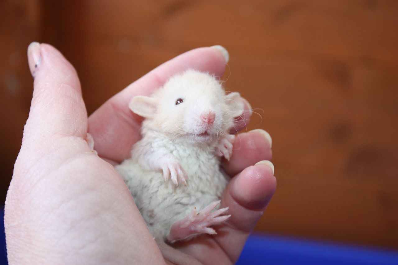 [Cheap &] Best Cages for Baby Rats [2, 4, 8 or More] Basic Rat