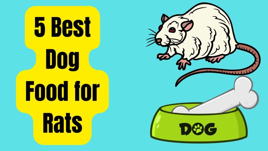 5 Best Dog Food for Rats No.3 Will Shock You Basic Rodents