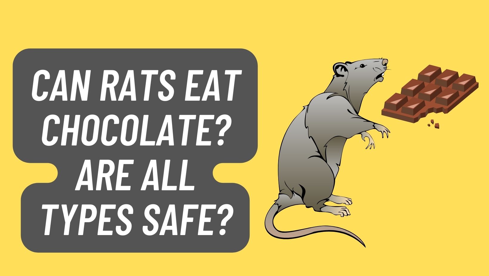 Can Rats Eat Chocolate? Are ALL TYPES SAFE? Basic Rodents
