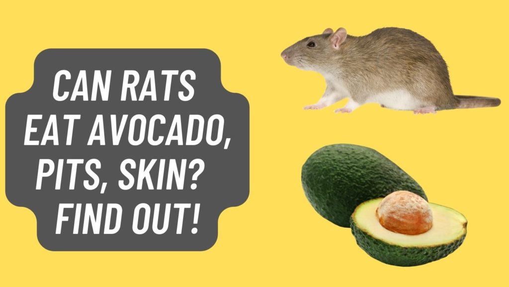 Can Rats Eat Avocado, Pits, Skin? FIND OUT! Basic Rodents