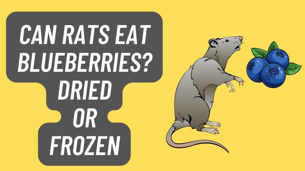 Can Rats eat Blueberries? [Dried/Frozen] Is it Safe? Basic Rodents
