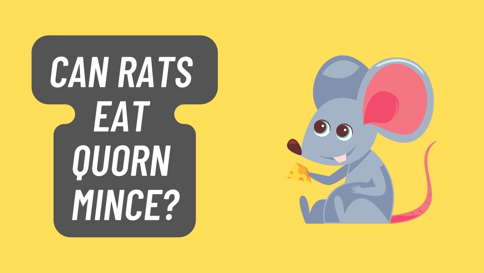 Can Rats Eat Quorn Mince? FIND OUT Basic Rodents