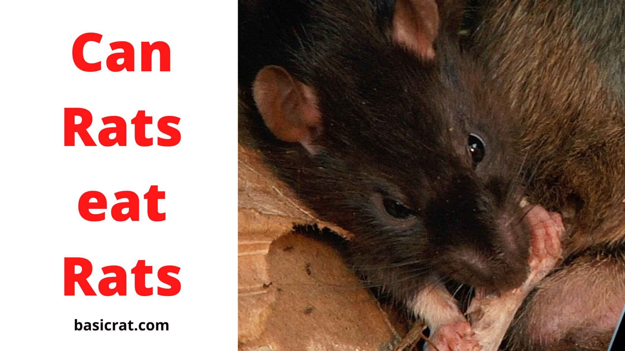 Can Rats eat Rats, Baby Rats, or Dead Rats? Basic Rodents