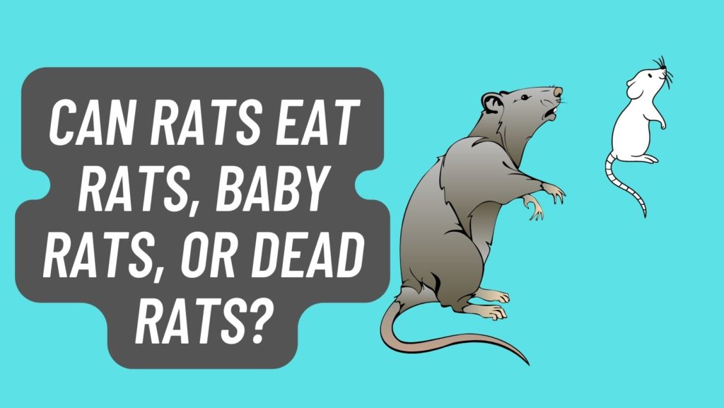 Can Rats eat Rats, Baby Rats, or Dead Rats? Basic Rodents