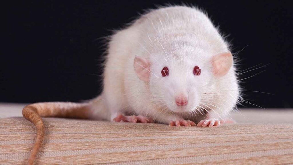 Can Rats with Red Eyes See Well? FIND OUT Basic Rodents