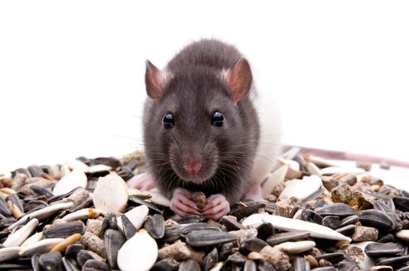 The Secrets To GOOD TREATS FOR MICE Basic Rodents
