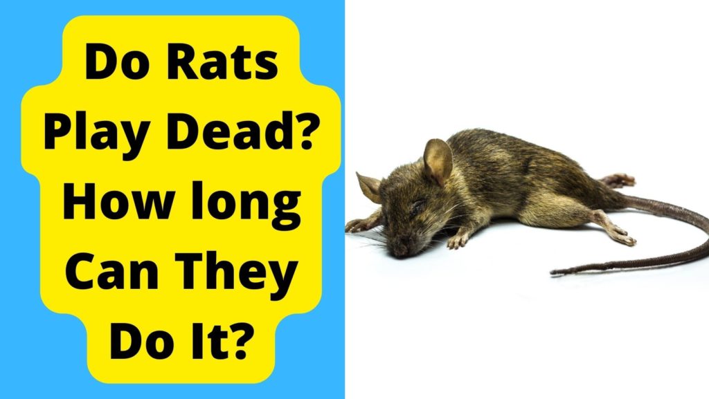 Can/Do Rats Play Dead? For How Long? Find Out! Basic Rodents