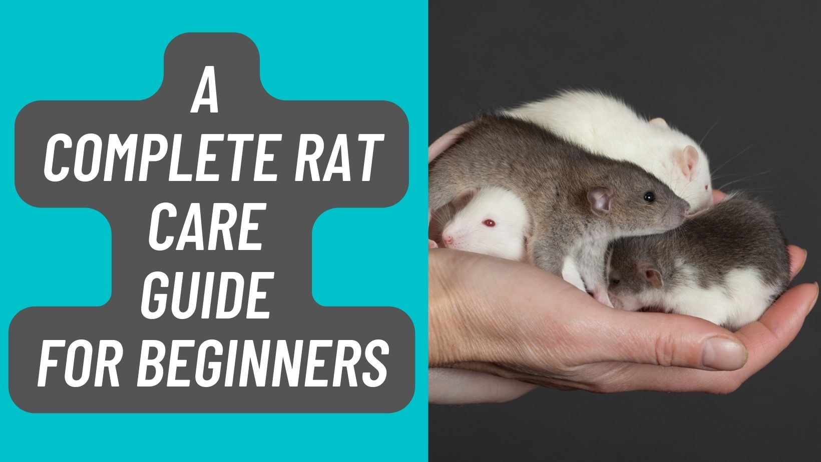 Rat Care Guide for Beginners in 2023 Basic Rodents