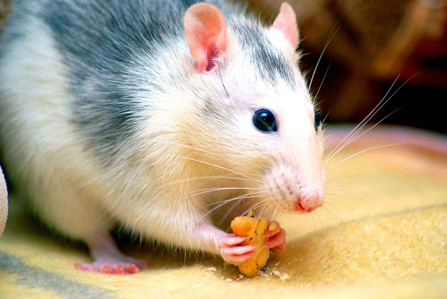 What is Rat Terminology?- A Complete List In 2023 – Basic Rodents