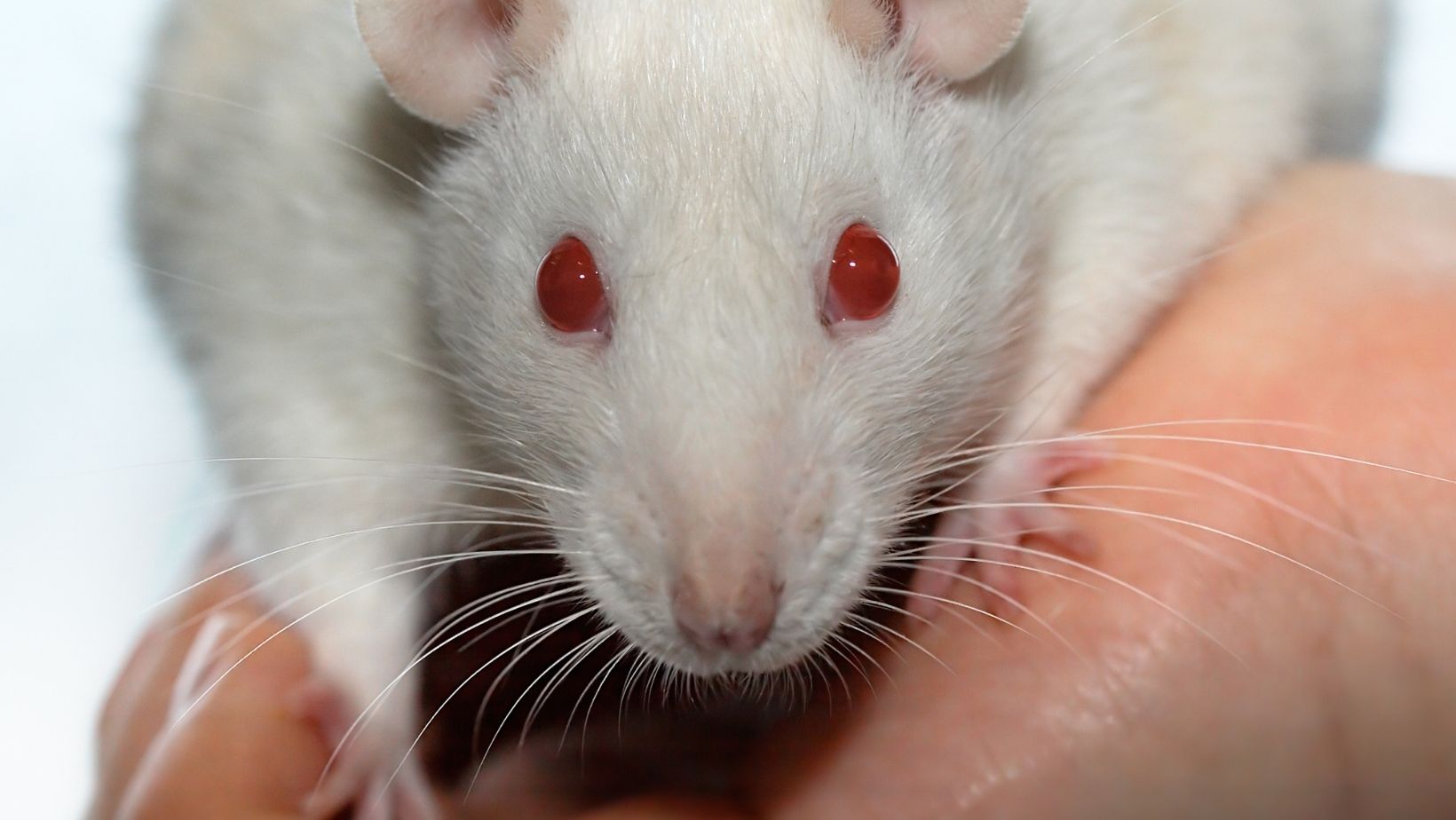 Pet Rat Types, Breeds, Colors and More Basic Rodents