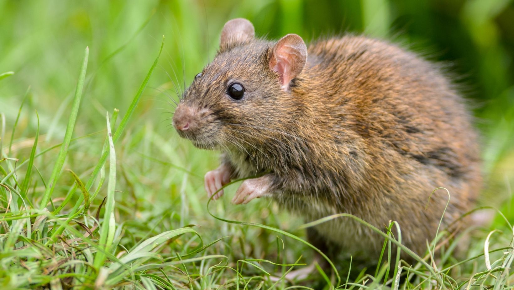 Pet Rat Types, Breeds, Colors and More Basic Rodents