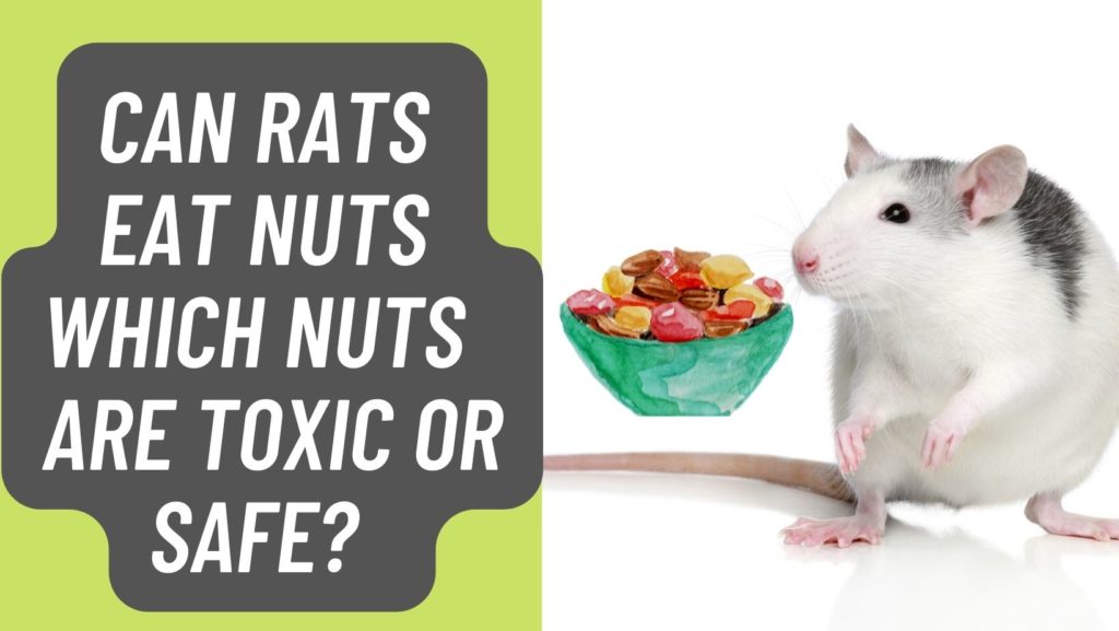 Can Rats Eat Nuts Or Are They Toxic? Basic Rodents