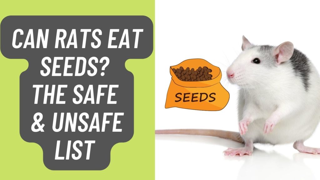 Can Rats Eat Seeds? Safe Seeds List in 2023 Basic Rodents