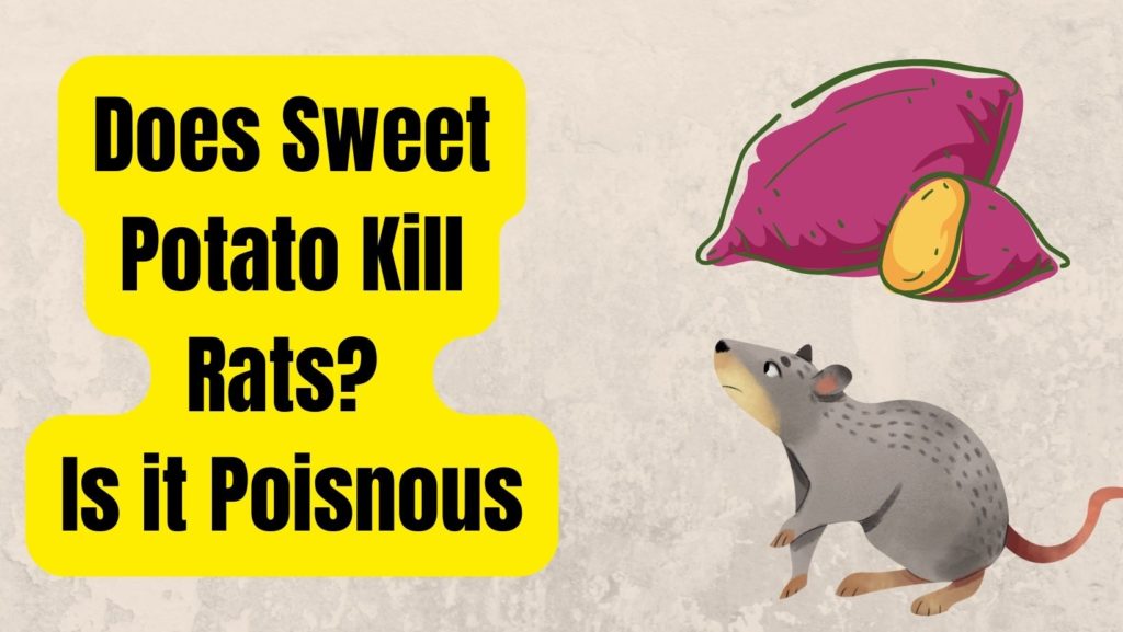 Can Sweet Potato Kill Rats? Is It Poisonous? Basic Rodents