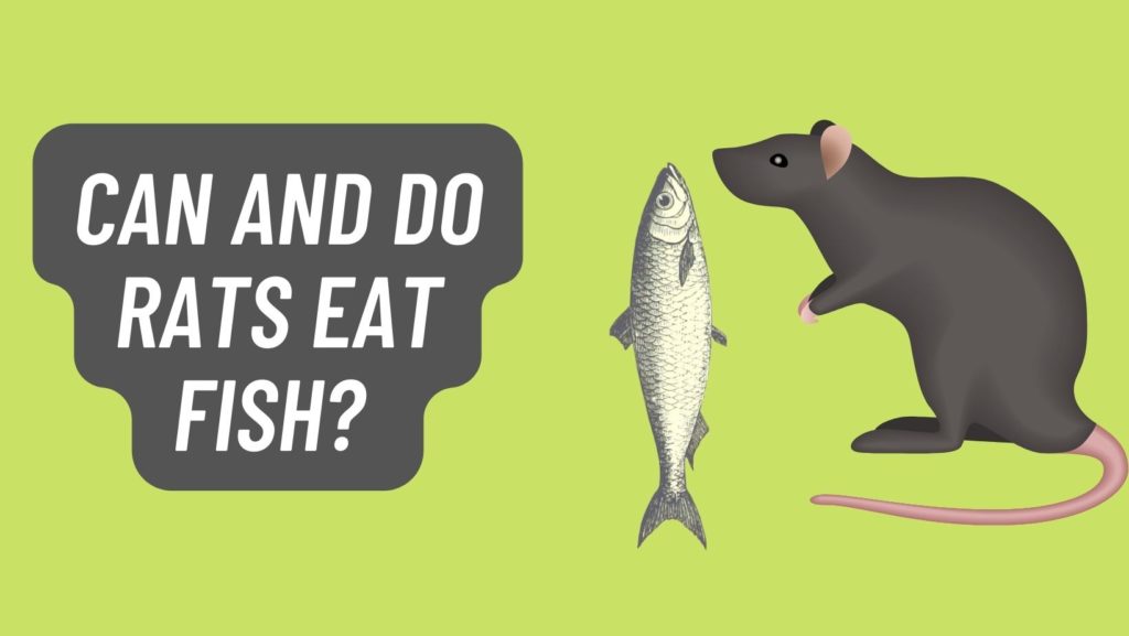Can Rats Eat Fish? Basic Rodents