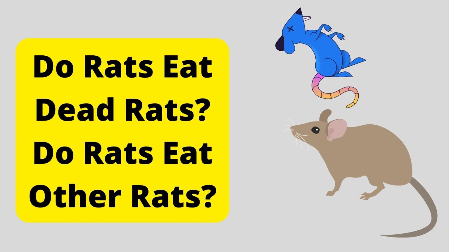 Can Rats Eat Other Rats? Do Rats Eat Dead Rats? Basic Rodents