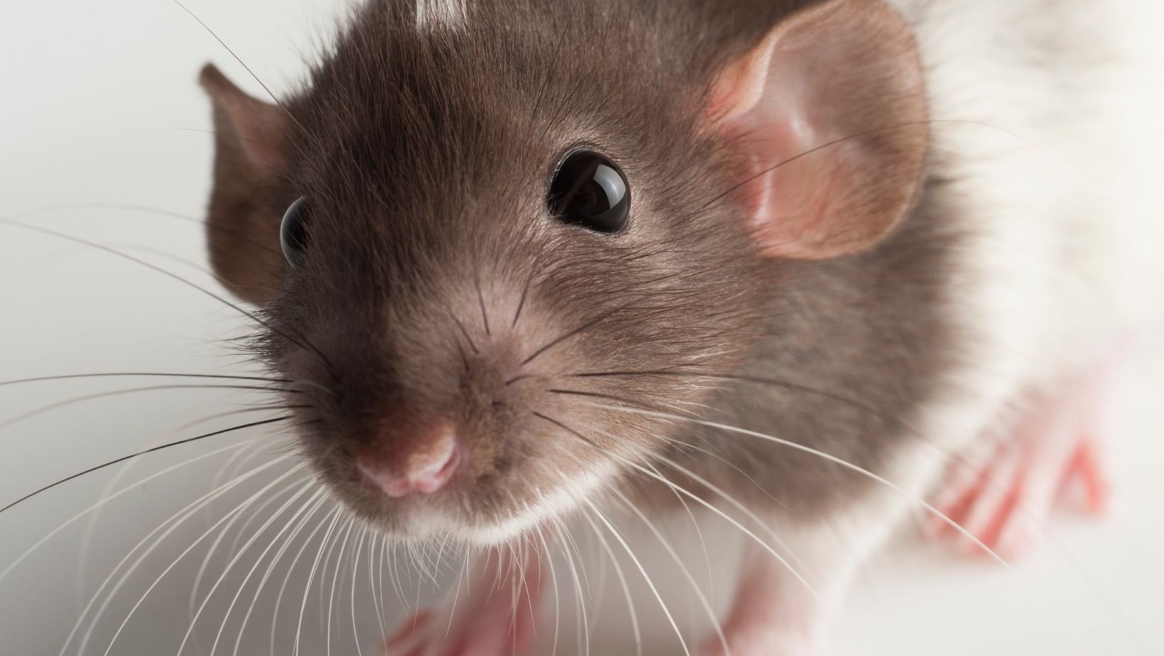 Pet Rat Types, Breeds, Colors and More Basic Rodents