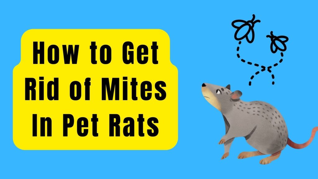10 Ways How to Get Rid of Mites In Pet Rats? Basic Rodents