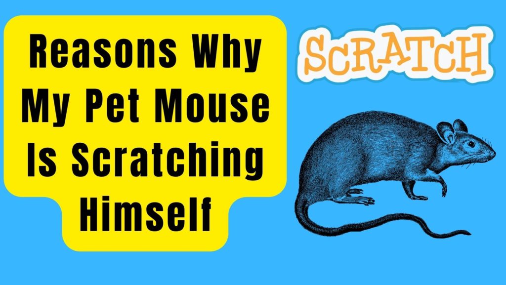 14 Reasons Why My Pet Mouse Is Scratching Himself Basic Rodents