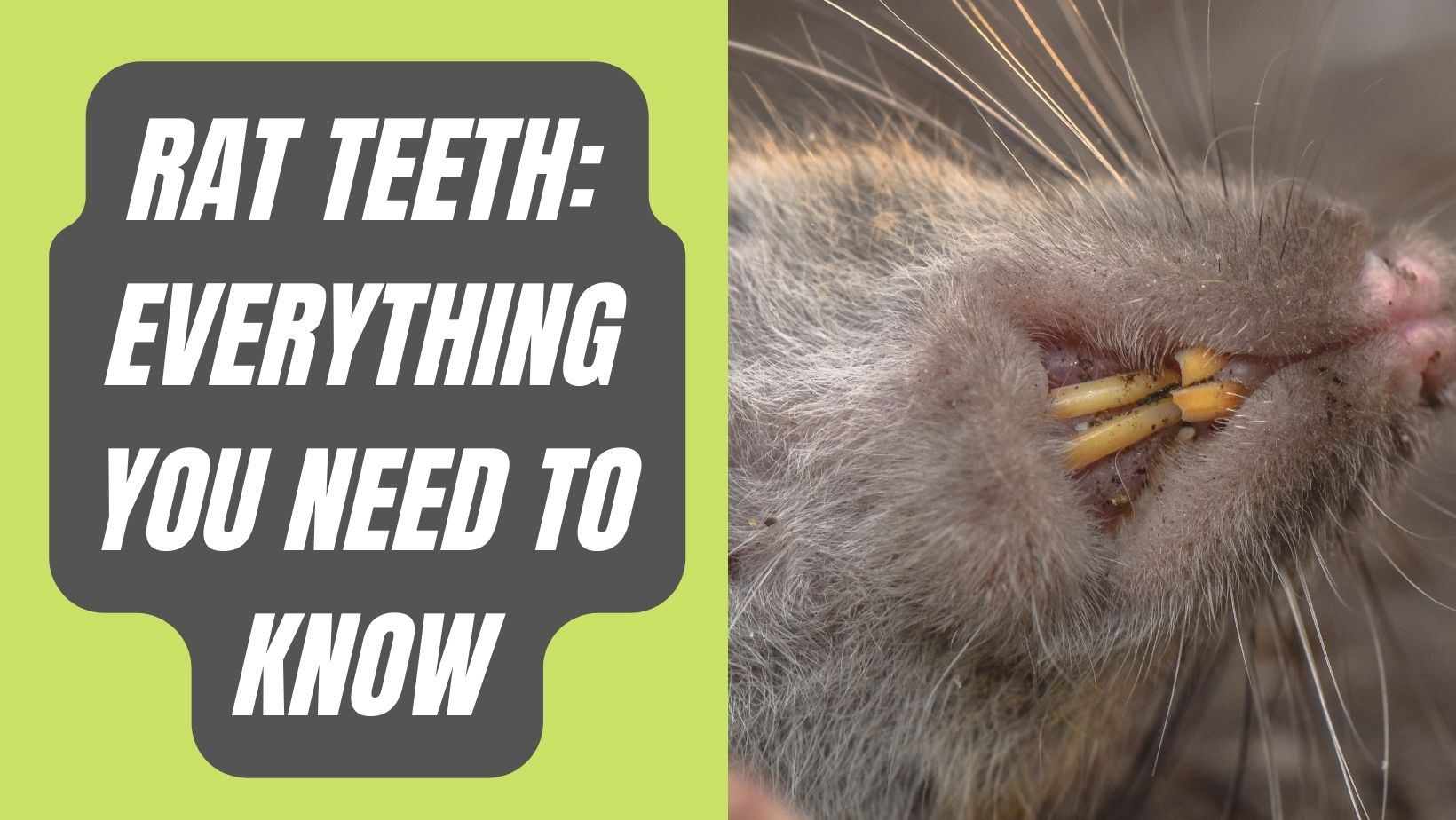 Rat Teeth Everything You Need To Know in 2023 Basic Rodents