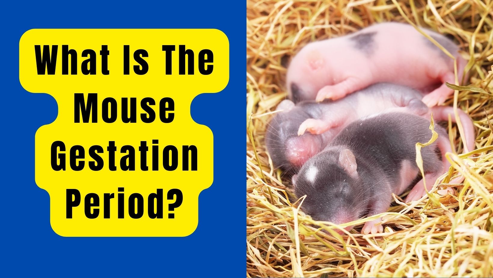 What Is The Mouse Gestation Period? Basic Rodents
