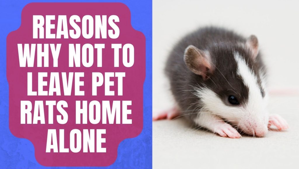 12 Reasons Why Not to Leave Pet Rats Home Alone Basic Rodents