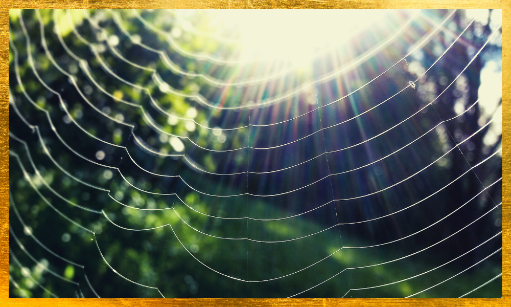 How To Stop Spiders From Moving Into Your House. Basic with Life