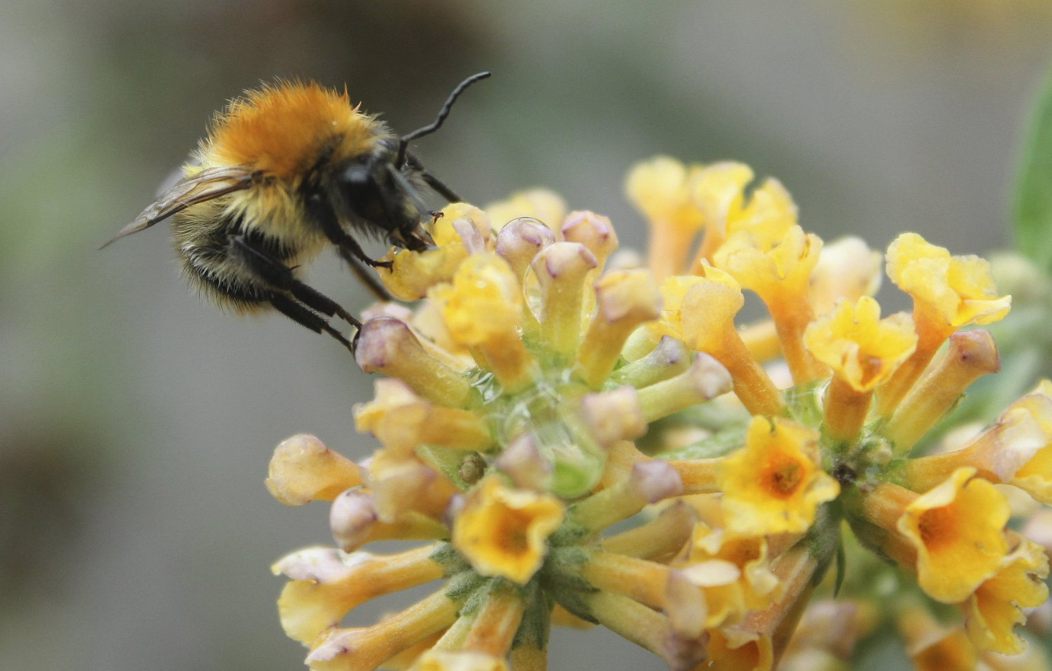 A 12 months within the bee backyard – October﻿