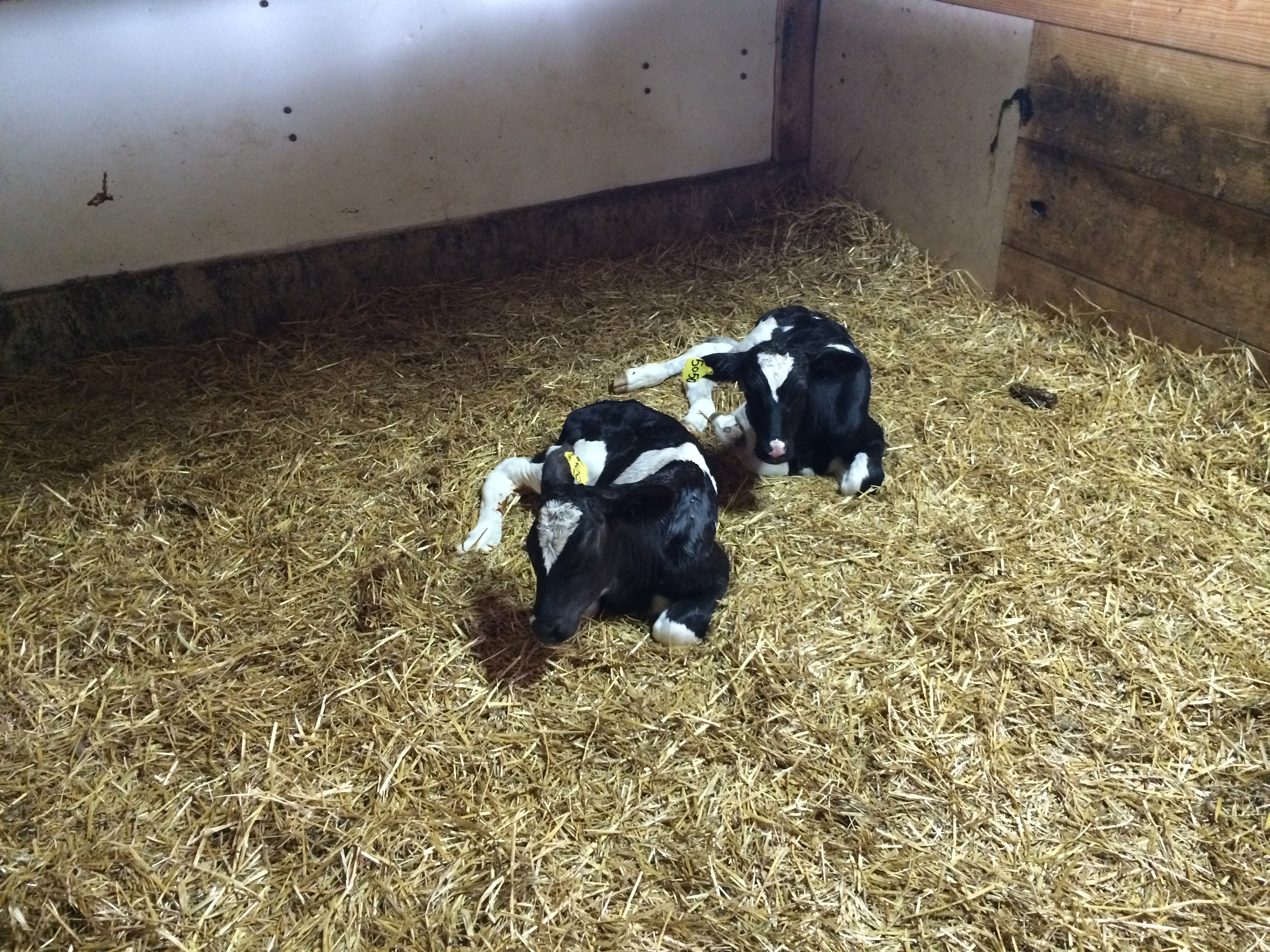 A Visit to Indiana Four Leaf Clover Dairy Basilmomma