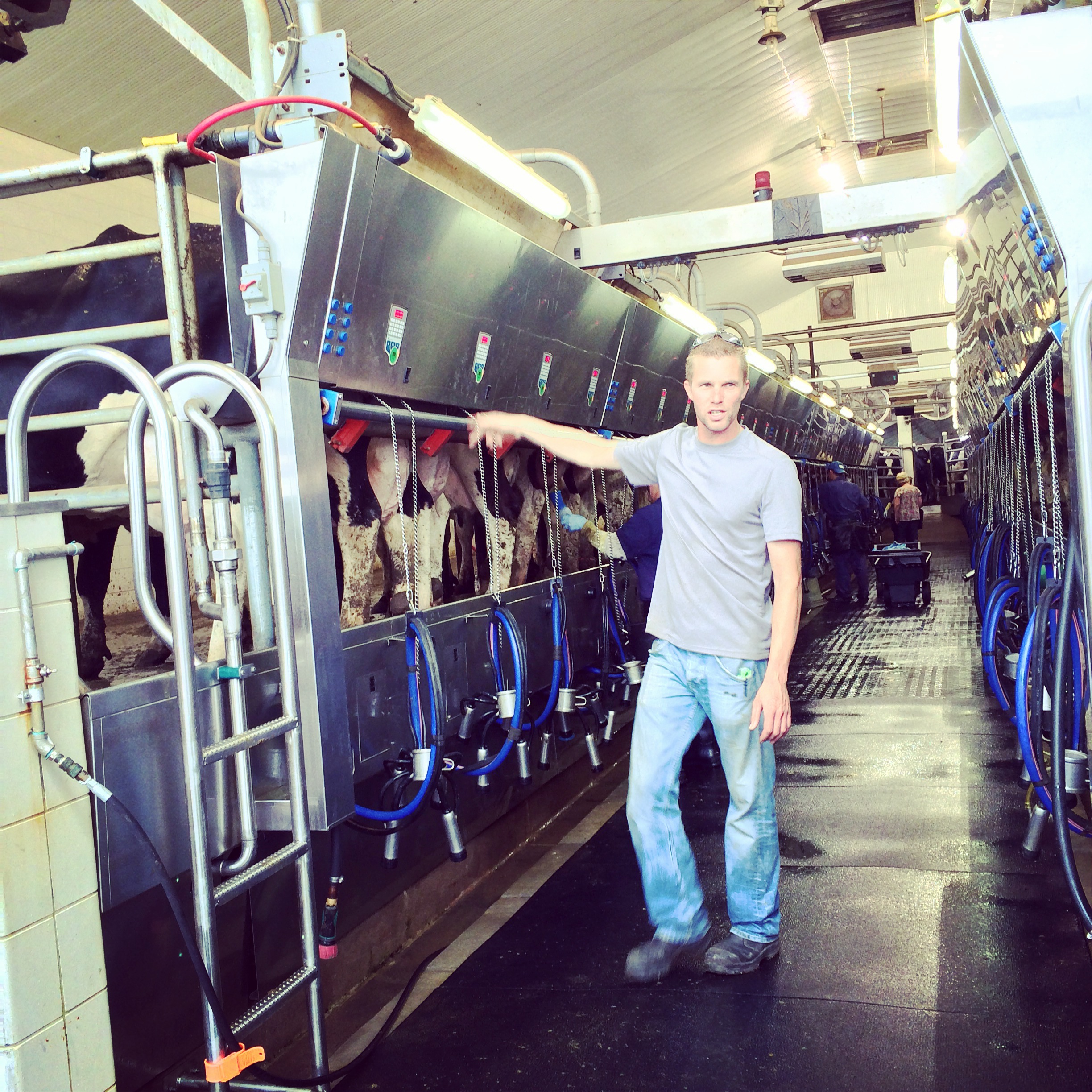 A Visit to Indiana Four Leaf Clover Dairy Basilmomma