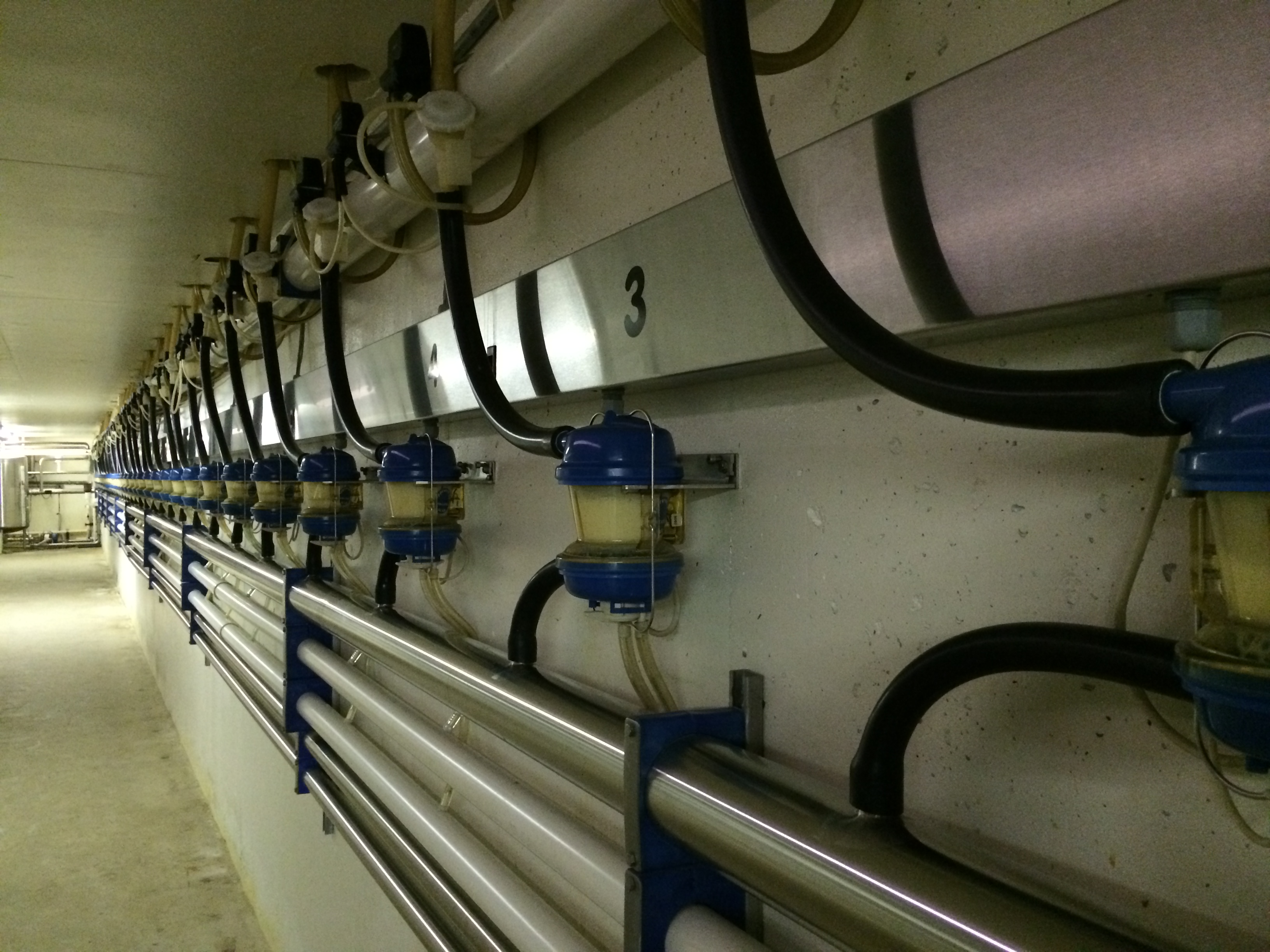 A Visit to Indiana Four Leaf Clover Dairy Basilmomma