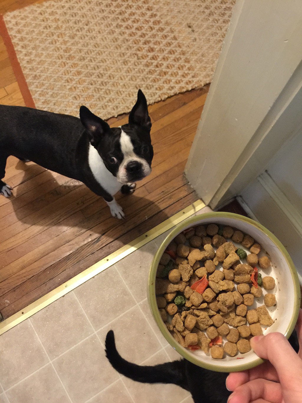 Pet Care Basil's Travels