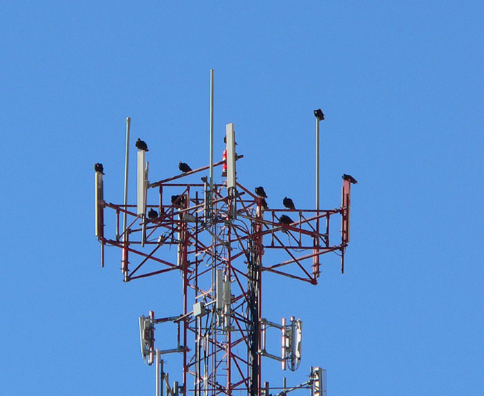 Searchlight Wind Energy Project