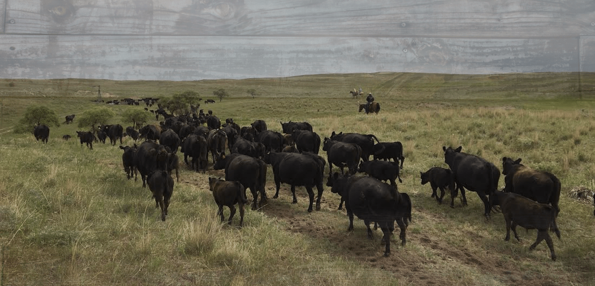 Bassett Livestock Finest Sandhills Cattle