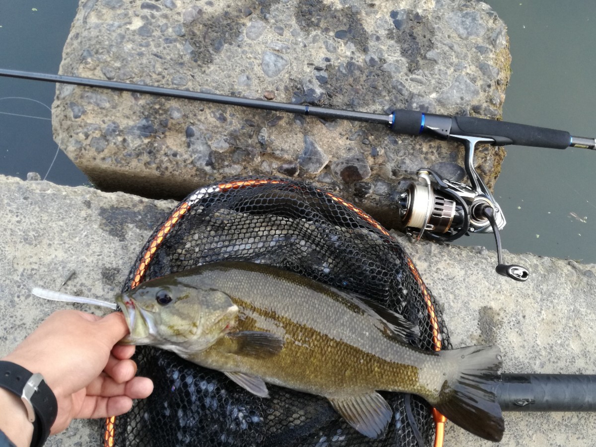 バス釣り 栃木県 川のパワフルバス最高です！ BASS Magazine