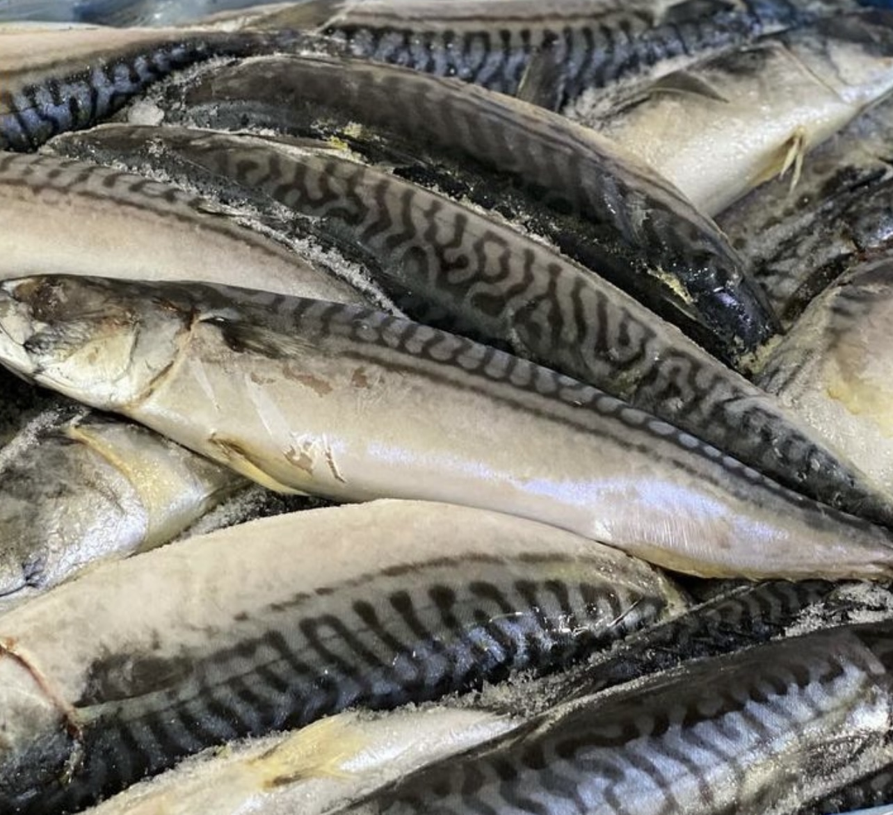 Four frozen baits for striper fishing Bass Thumb Fishing