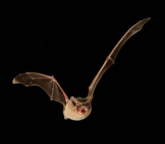 Speedy Bat Smashes Speed Record Bat Conservation International