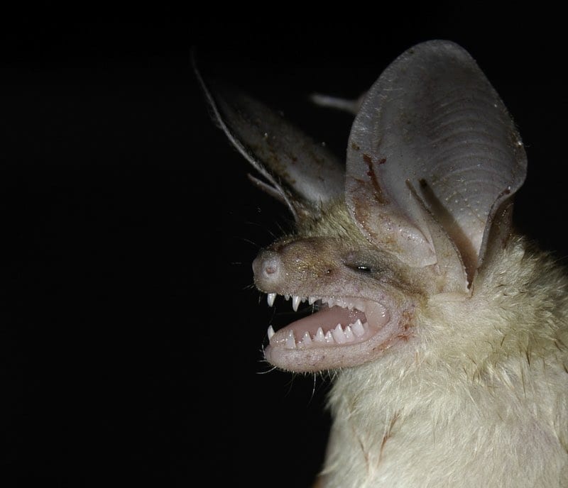Fruit Bats Teeth