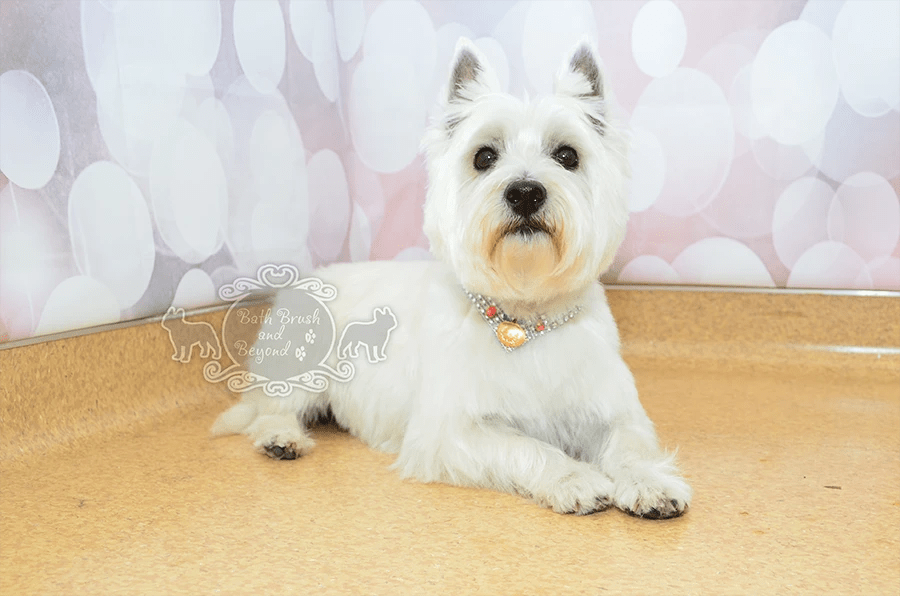 Bath Brush and Beyond Albuquerque Pet Spa, Boutique, and more