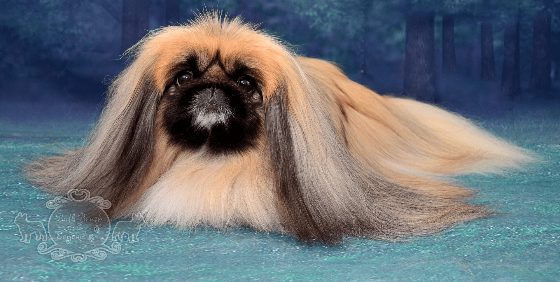 Bath Brush and Beyond Albuquerque Pet Spa, Boutique, and more