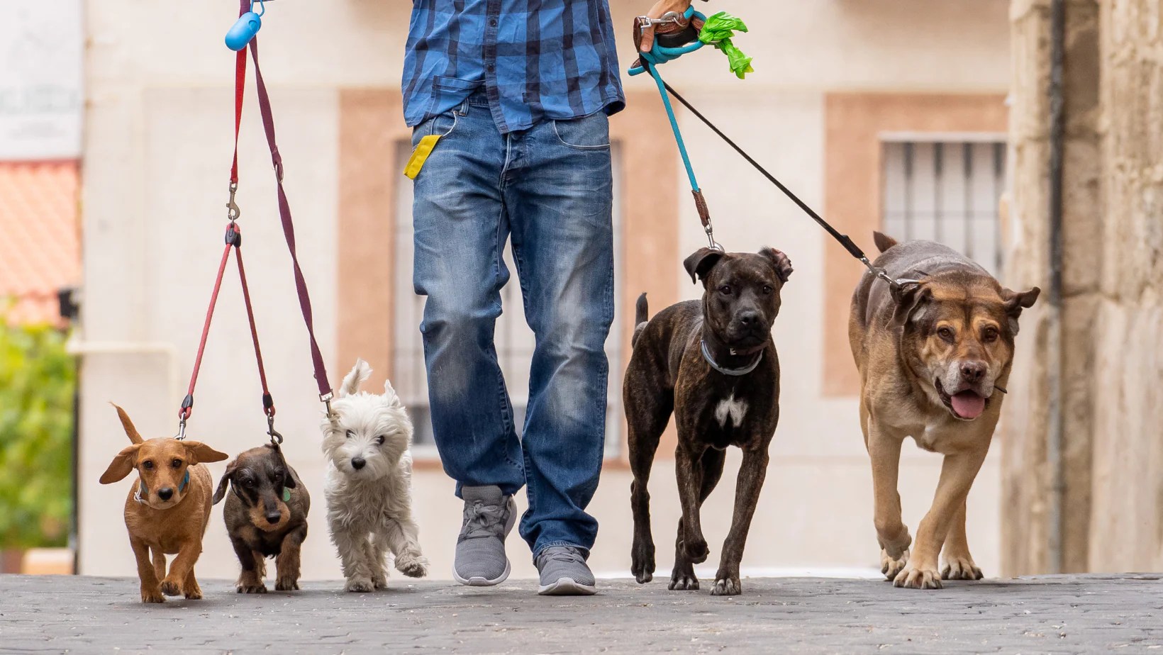 National Dog Walker Appreciation Day A Tribute to Our Everyday Heroes