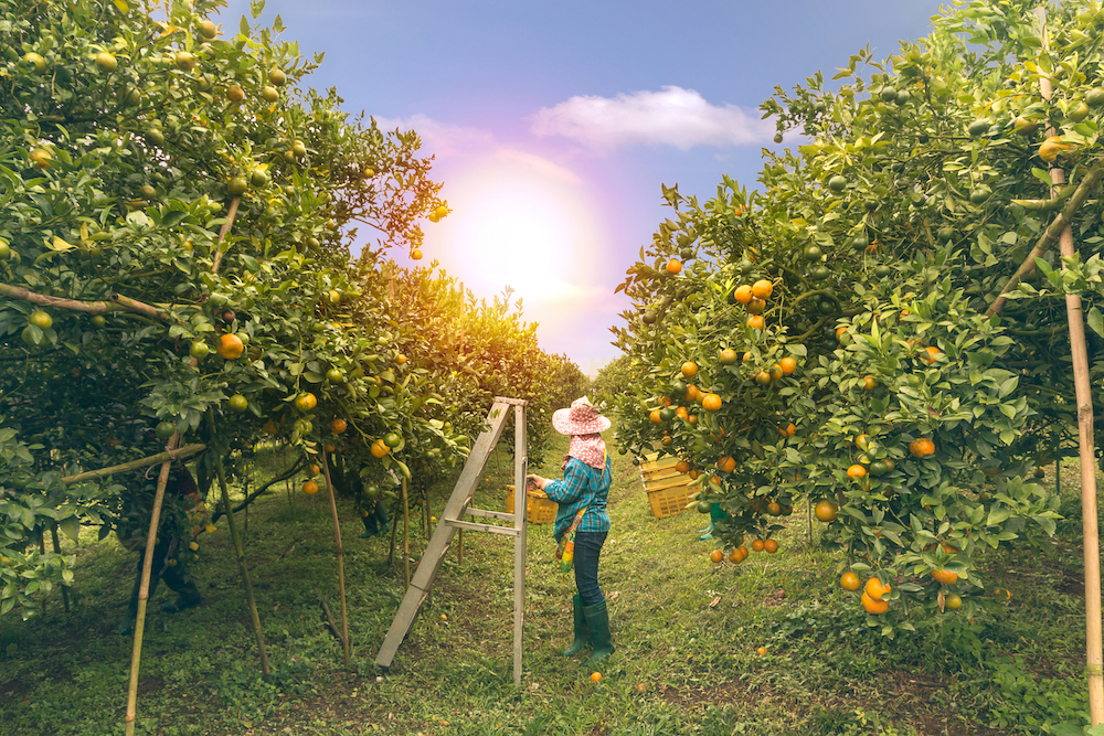 Harvest Employment Services and Jobs Bathurst Live Invest